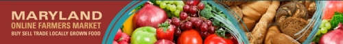 web logo