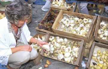 Garlic