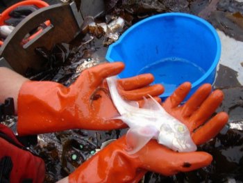researching in pugent sound