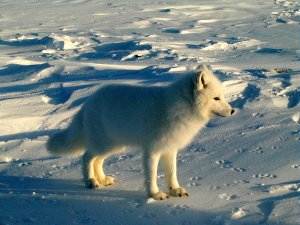 artic fox