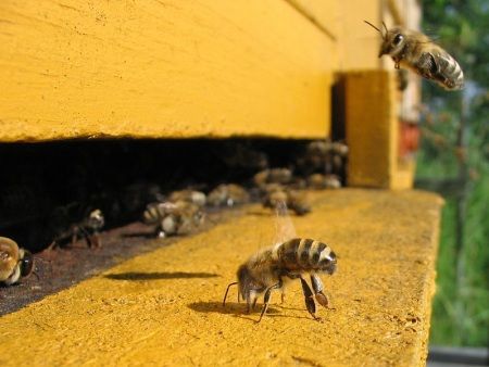 honey bees