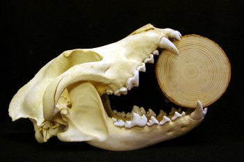 skull and tree