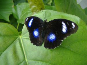 H bolina butterfly