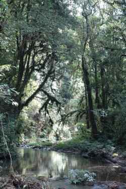 congo's lost forest