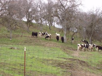 Grazing Holsteins