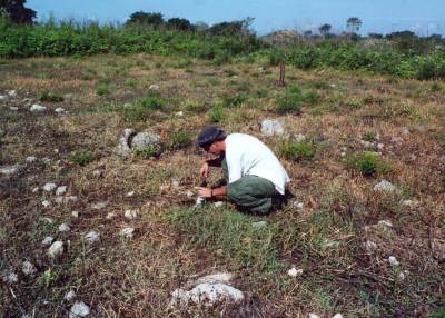 mayan site