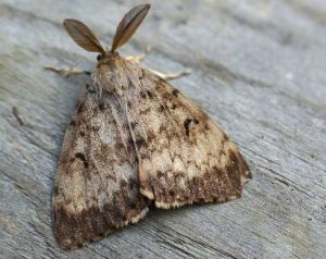gypsy moth