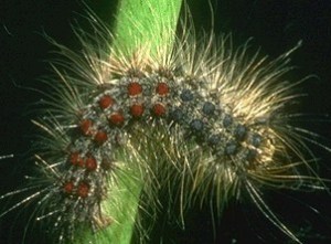 gypsy moth larva