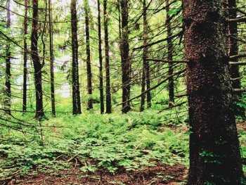 urban forest