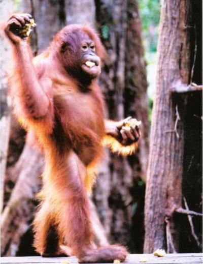 orangutan
