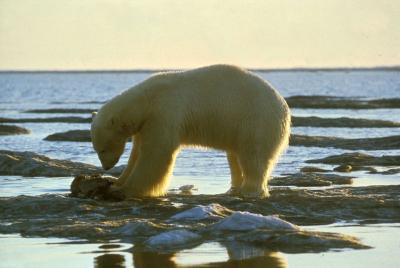 Polar Bear