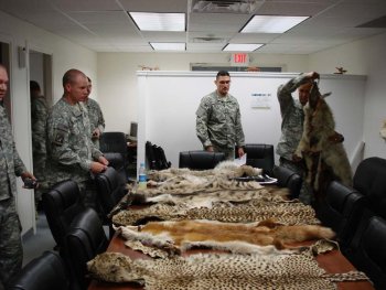 Poached Pelts, Afghanistan