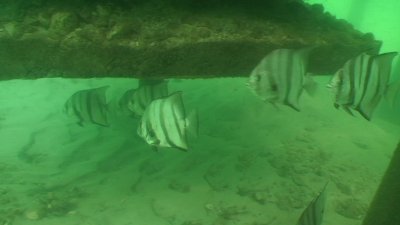 artificial reef