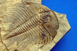 trilobite fossil