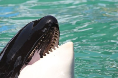 Lolita