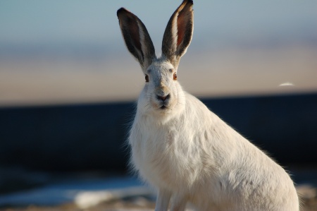 rabbit