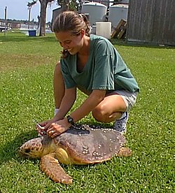 Loggerhead Turtle