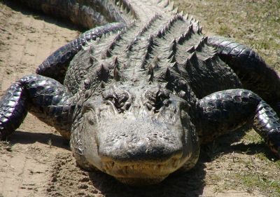 alligator