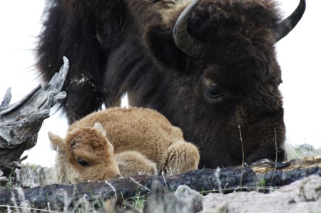 bison & calf
