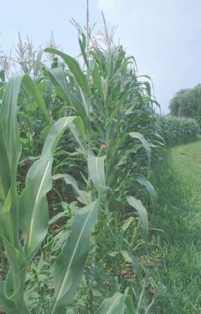 corn