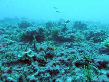 ocean floor