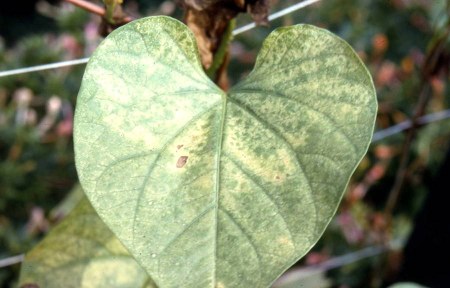 ozone damage